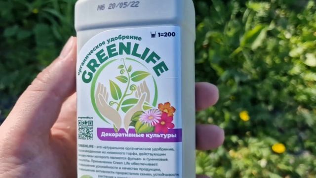 Я Обалдел! После Даже Хилый и Пожелтевший Домашний Цветок Снова Зеленеет и Зацветает!