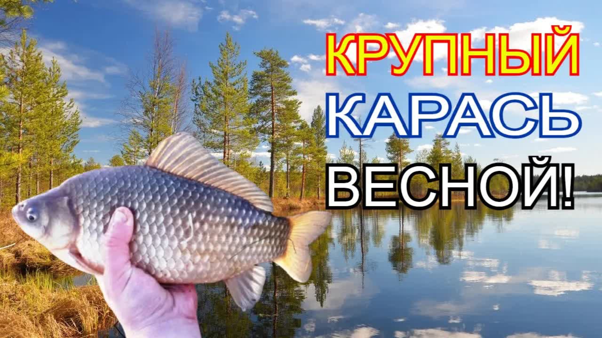 Уловистая насадка на карася весной Рецепт Насадки на крупного карась карп лещ по холодной воде