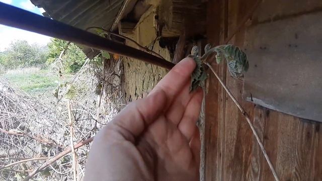 03 мая ночью минус 2, замерз виноград. саратовская облас
