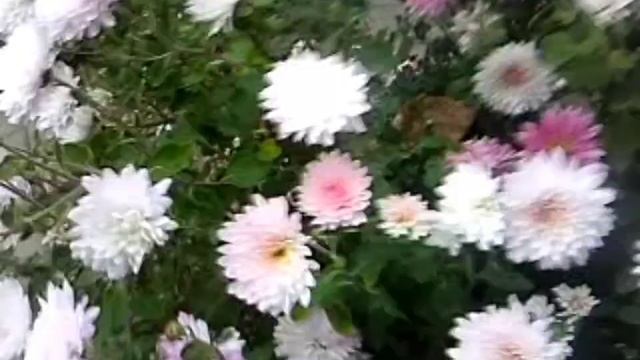 Хризантемы ещё цветут