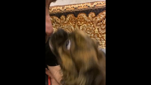 Эмоции чихуахуа