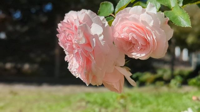 Роза Mariatheresia rose. (Мария -Тереза).роза Мария Тереза.