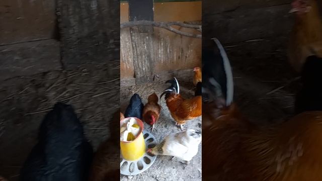 Помирать собираешься а кур накорми , яйца собери.