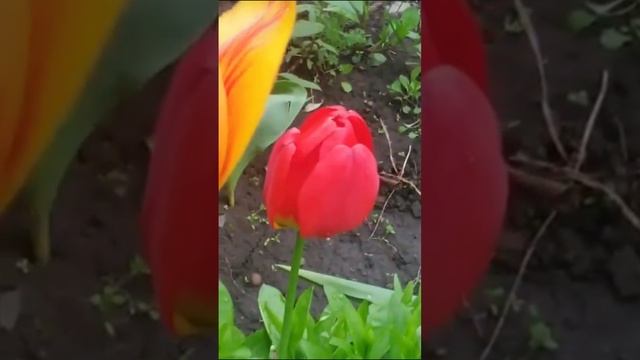 Белый шиповник,розовый шиповник,лилии,, ирисы, тюльпаны