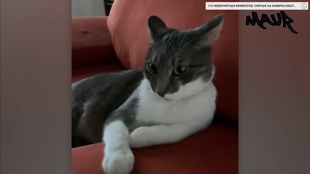 ЗАБАВНАЯ РЕАКЦИЯ ЖИВОТНЫХ НА СУМАСШЕДШУЮ ПОГОДУ