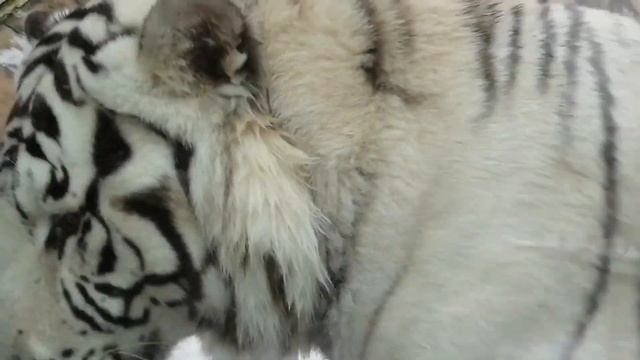 ГЛАВНОЕ РАЗВЛЕЧЕНИЕ БОЛЬШИХ КОШЕК В ПЛОХУЮ ПОГОДУ/Самые несчастные сиротки среди котов/.