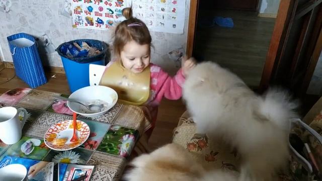 Смешные ситуации. Шпиц Белла и Уля.