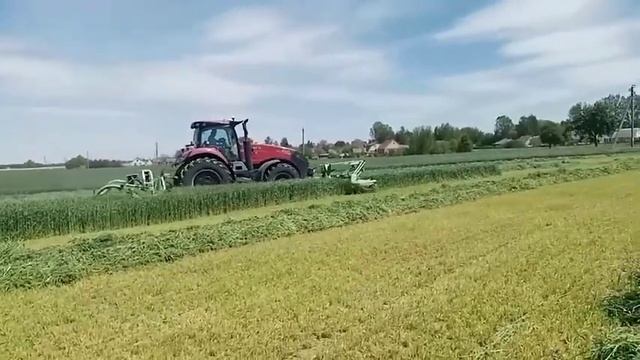 Озимые зерновые  - отличный корм!