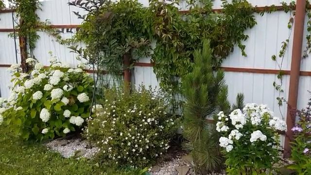 Мои деревья на дачном участке часть (17)