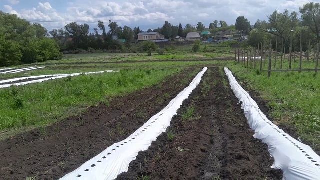 Лук зелёный на заказ, посадил помидоры и тыкву