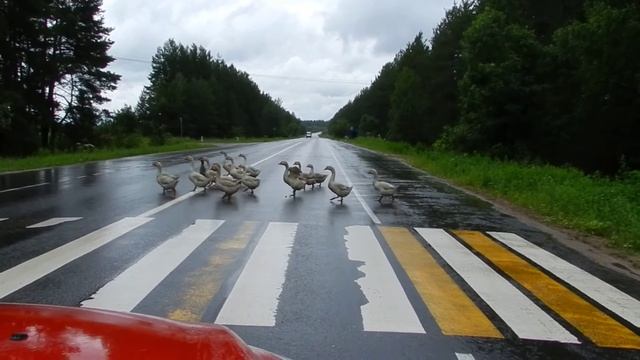 Прикол с гусями: Умные гуси-пешеходы 2