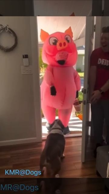 Стремный Пятачок🐽😰🤣 #видеопрособак