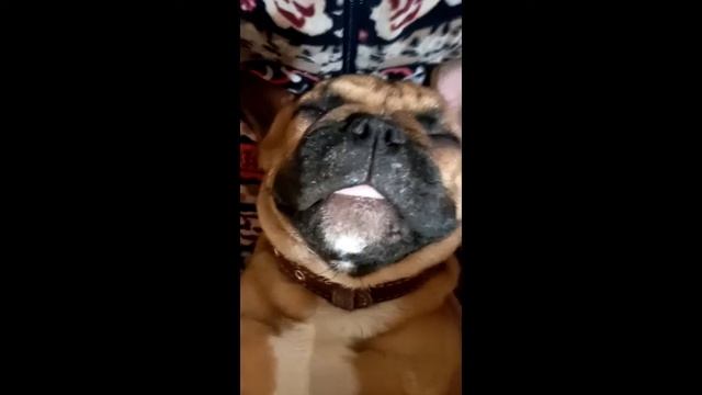 Французский бульдог. Храпит. Прикол. Компаньон и лучший друг.