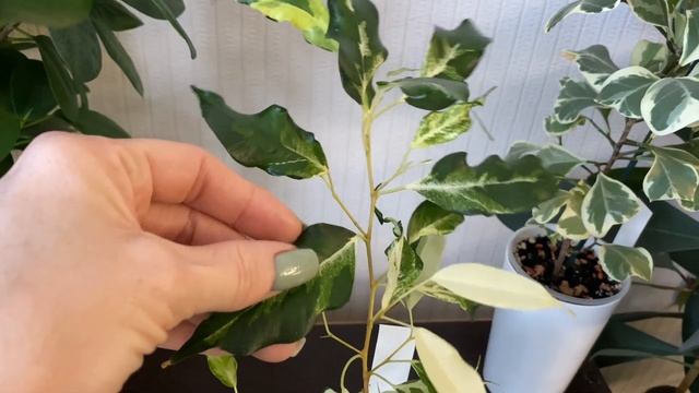 Мои фикусы 🌿