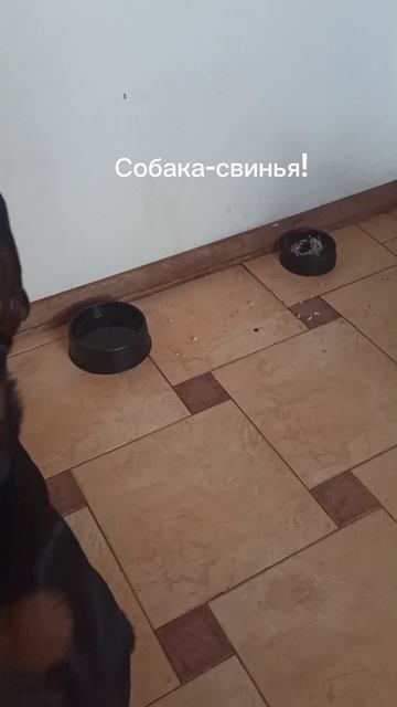 Собака-свинья #люблюживотных #питомец #собака #цвергпинчер #животные #любовь