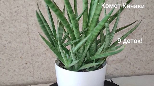 Сансевиерии на кухне, октябрь 2024 г. #sansevieria #сансевиери?