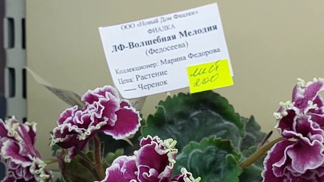 13.10.2024./ВЫСТАВКА фиалок в Доме фиалок#фиалки#выставка#