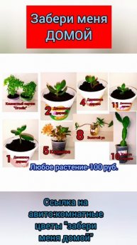 мои цветочки