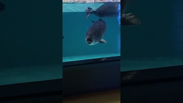 милые морские котики