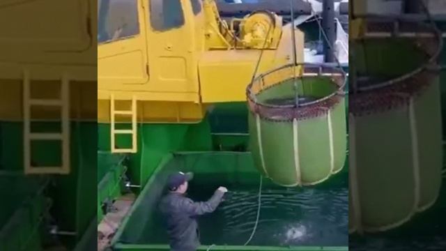 🌊Морская ферма «Гэнхай-1»: ослепительное ожерелье провинции Шаньдун