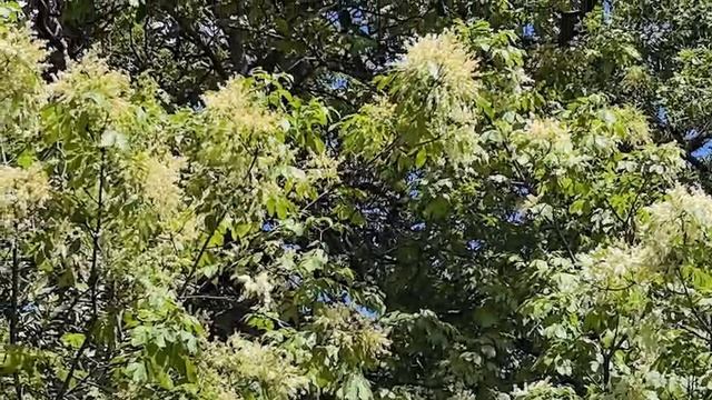 Белый ясень. Видео Л.П. Юрчишко