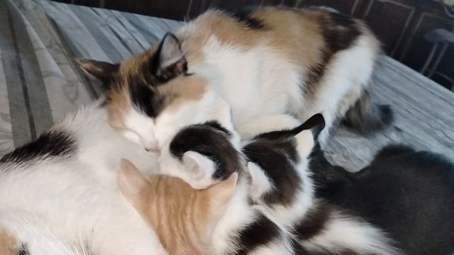 Продолжение истории про кошечку Надю.Котята забаловухи.Остался один котёнок без имени.21.05.25.
