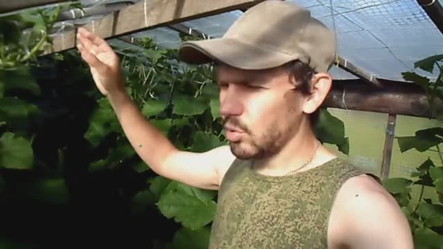 КАК ФОРМИРОВАТЬ ОГУРЦЫ В ТЕПЛИЦЕ, КАК ПРИЩИПЫВАТЬ ОГУРЦЫ