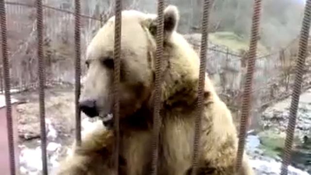 Стеснительный мишка (прикол) .mp4.mp4
