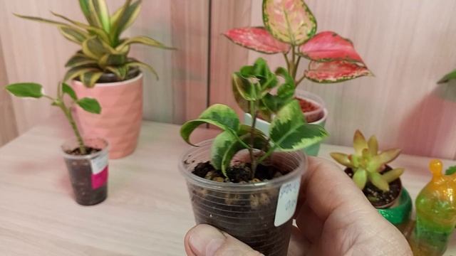 Все мои новости.🌿🧶🤗