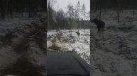 Лосяши пришли покушать.