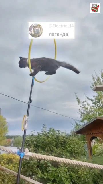 Умница красавец суперталантливый Чепусик легенда 👼🌈💖🌹🐈⬛