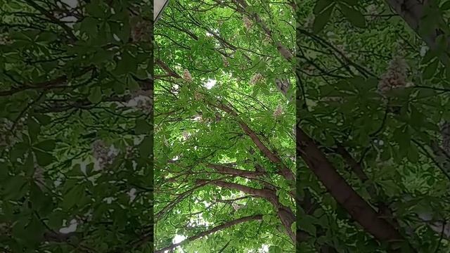 Весна, пение птиц