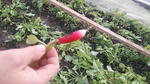 збираємо урожай редиски.