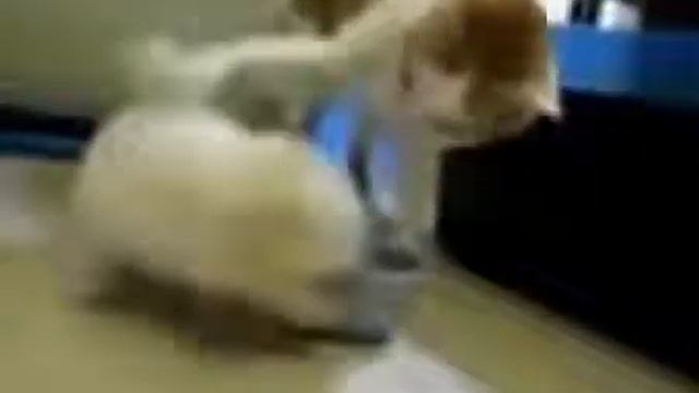 ▶ Дразнилки Котэ!   YouTube 360p