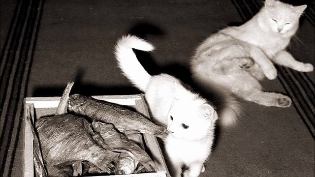 ПРО КОТОВ И КОШЕК. Мушка и её котята