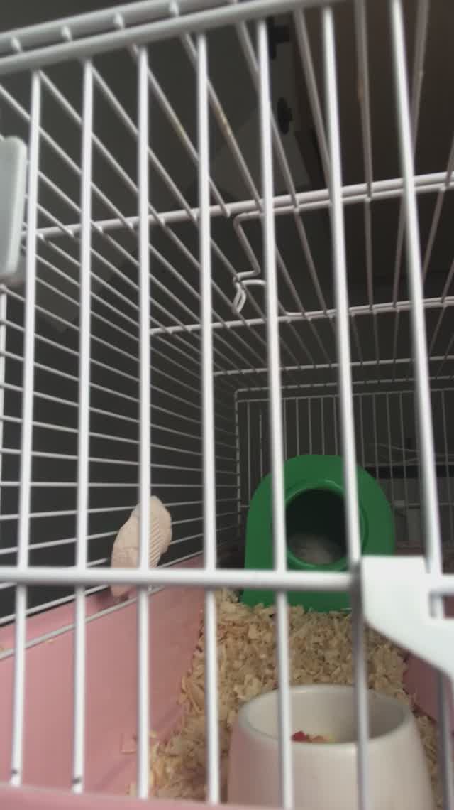 У моего хомяка Гриши день рождения!!!!!