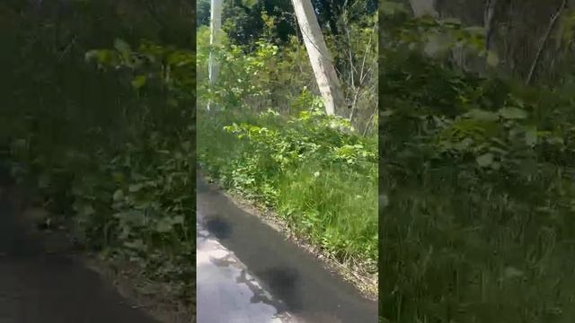 СТОЧНЫЕ ВОДЫ: канализация топит жилой массив "Хвойный".