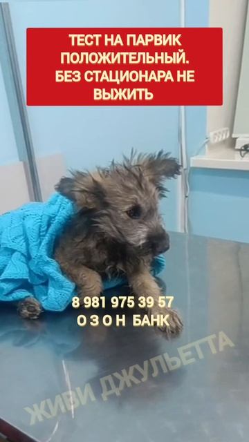 Джульетта борется за жизнь , ПОМОГИТЕ ПОЖАЛУЙСТА.