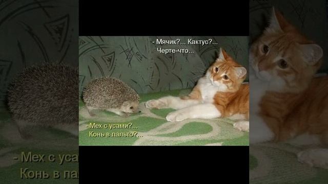 Смешные картинки!!!😀😀😀😁😁😁😂😂😂😊😊😊😅😅😅😂😂😂😂😂