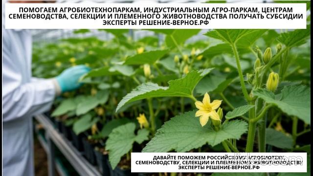 Какие семена надо растить у нас: тепличные огурцы тома