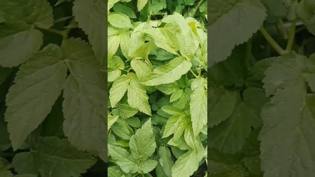 Ферментированная сныть или как ее заквасить? #сныть #ф?