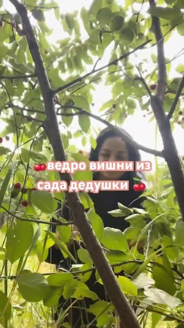 Собрала ведро вишни 🍒 #shortvideo #shortvideo