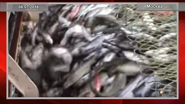 Поздравление Анны Горновой с Днем рыбака