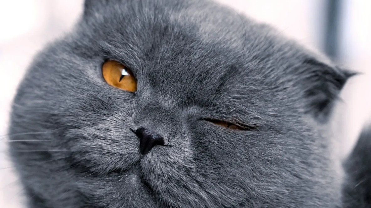типы котиков на день влюблëных 😻
