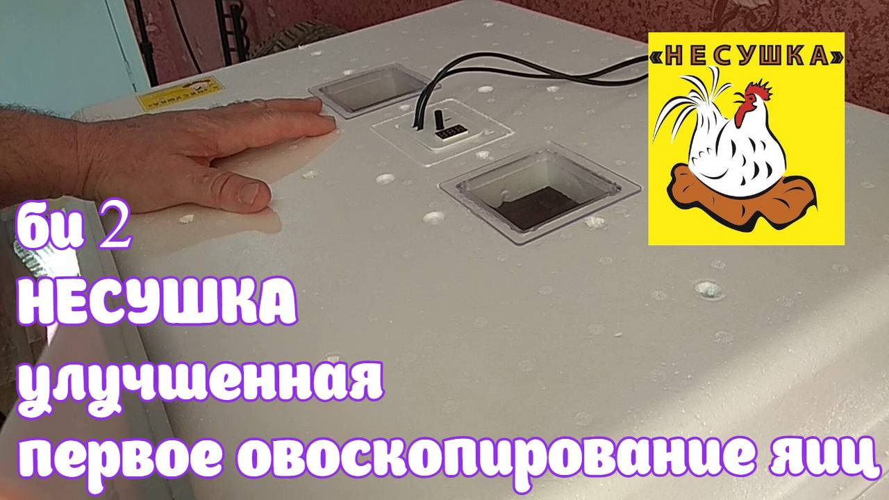 БИ 2 НЕСУШКА улучшенная Первое овоскопирование яиц