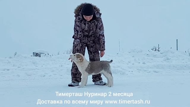 ТИМЕРТАШ НУРИНАР помет Н сезона 2021 от АВРОРЫ и ШИКА доставка по миру +79048881825 viber whatsapp