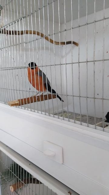 Снегирёнок.