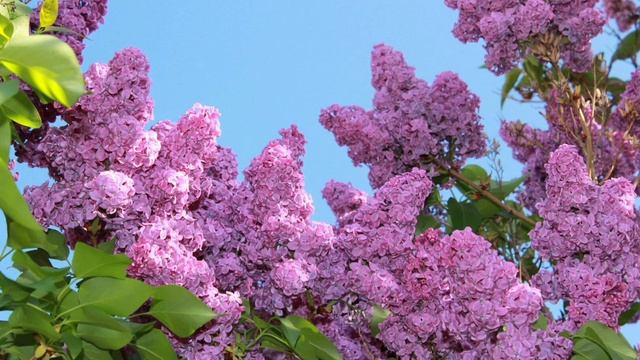 Намаялся, песня на стихи Ариши Сергеевой