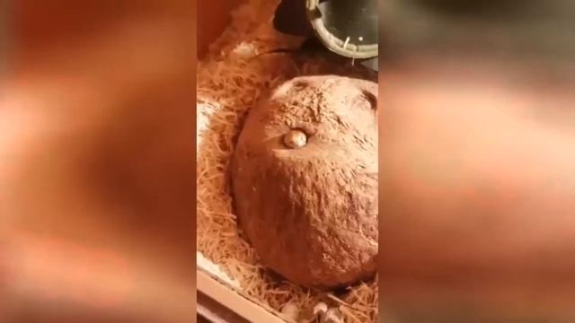 смешное видео , приколы,подборка приколов, смех до слез
