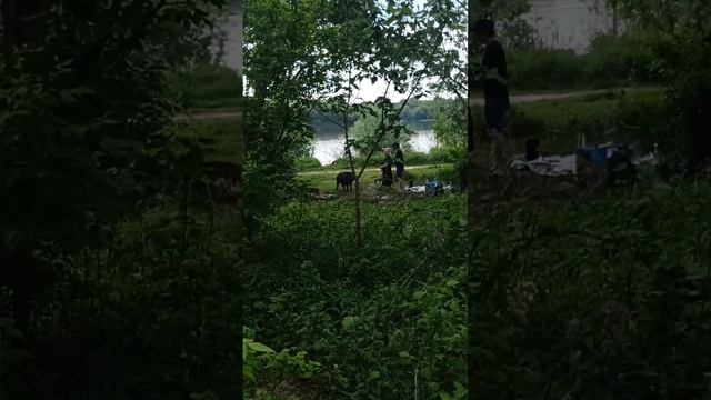 Украинцы им по-польски говорят, они делают вид, что не ?